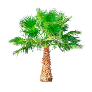 锯棕榈（Dwarf Palm）是TestoUltra的一个组件